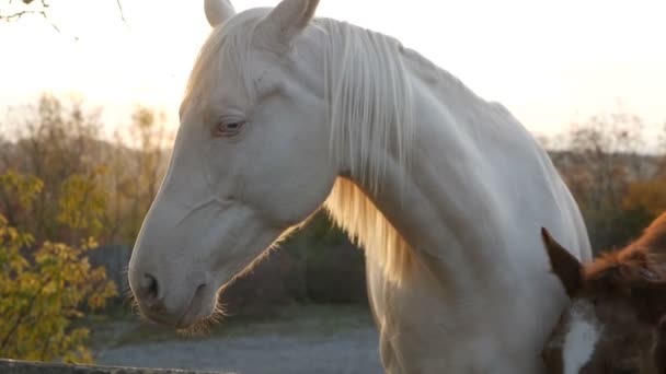 Группа лошадей. белый конь — стоковое видео