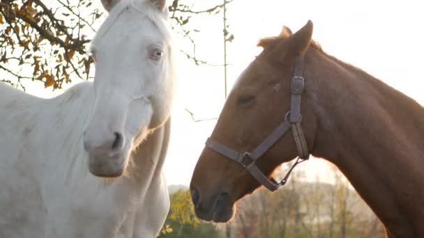 Группа лошадей. белый конь — стоковое видео