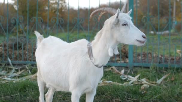 White goat grazing in the field on a summer day — Stock Video