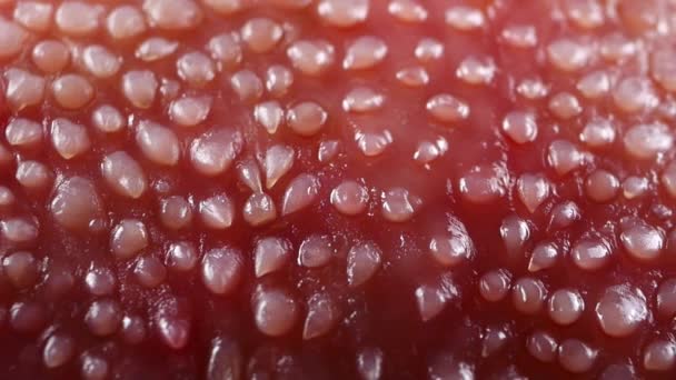 Raw beef pink cow tongue on black background — Stock Video