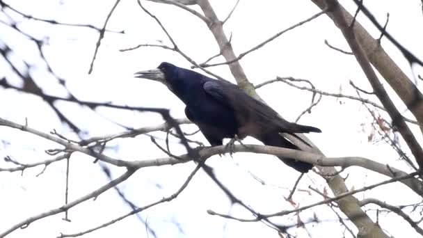 Common Raven on the Branch — стоковое видео