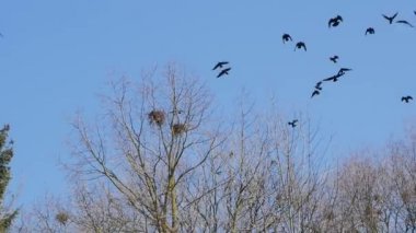 Bir sürüsü gökyüzünde çember kargalar