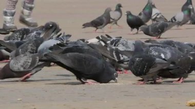 Güvercinler ekmek açık havada şehir parkında yeme büyük sürüsü. Güvercinler sürü sokakta yemek yemek. Parkta kaldırımda güvercin besleme. Güvercinler kalabalık kaldırım üzerinde binlerce.