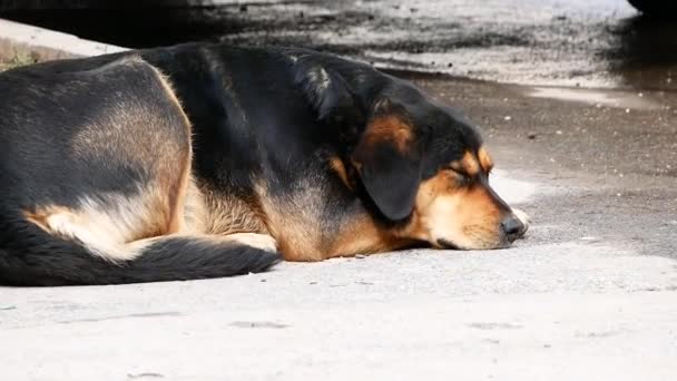 Perro infeliz sin hogar que vive bajo tierra — Vídeos de Stock