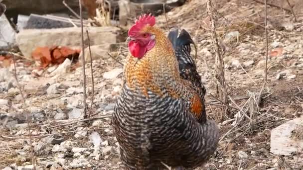 Polla en la granja — Vídeo de stock