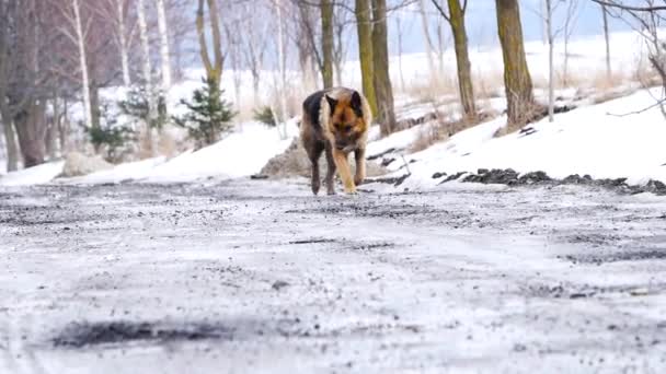 Bir çakıl driveway ve zincir bağlantı çit ülke boyunca bir köpek yürüyor. — Stok video