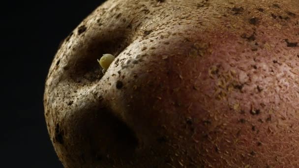 Νέες πατάτες περιστρεφόμενη κινηματογράφηση σε πρώτο πλάνο — Αρχείο Βίντεο