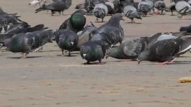 Hatalmas állomány, a galambok eszik a kenyeret kint a Városligetben. Sok a galambok eszik az utcán. Etetés galambok a járdán a parkban. Ezer galambok tömeg a járdán. — Stock videók