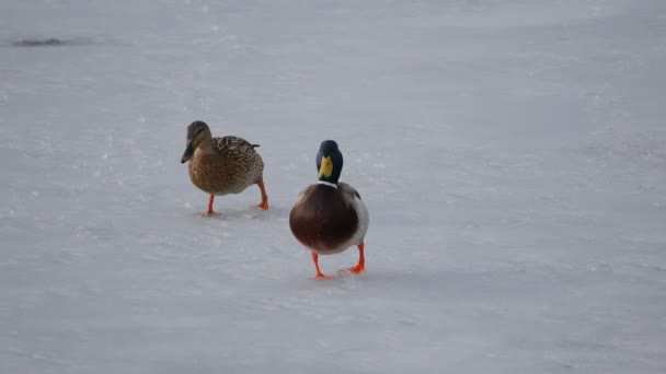 Canards marchant sur une nouvelle glace mince au début de la saison hivernale — Video