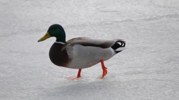 Anatre che camminano su un nuovo ghiaccio sottile all'inizio della stagione invernale — Video Stock