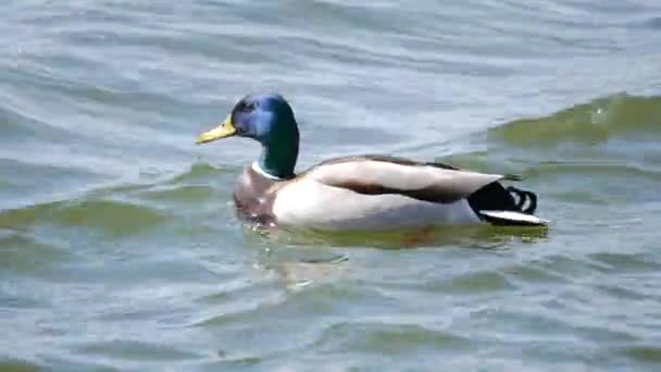 Утки плавают в болоте летом, крупным планом — стоковое видео