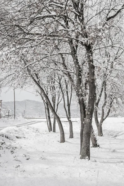 White Snow Winter Landscape Stock Picture