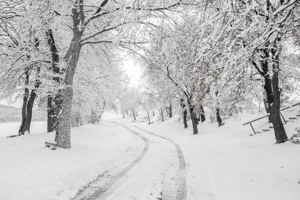 Nieve Blanca Paisaje Invierno Manera Congelada Imagen De Stock