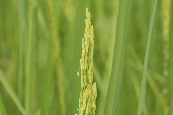 Pirinç alanında çiçeklenme yakın çekim