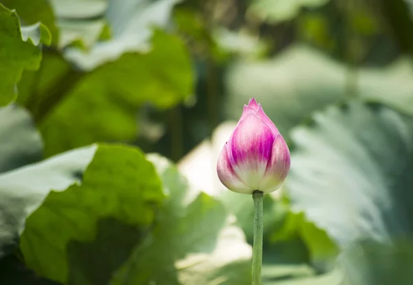 pembe lotus tomurcukları çiçeği ile lotus yaprak arka plan bulanıklık