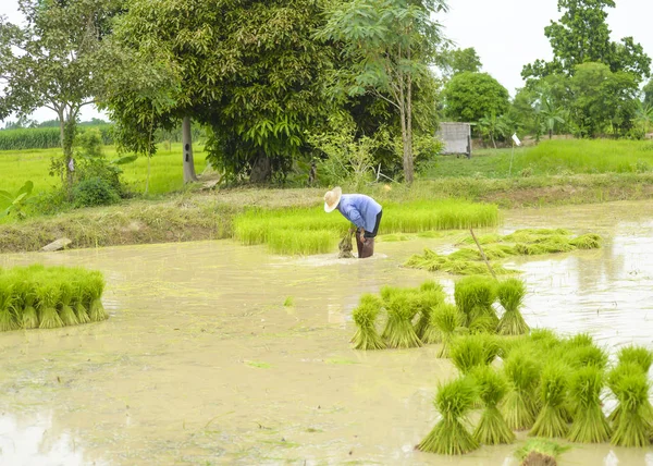 Asyalı çiftçi ile su ve çamur fide dikim için pirinç hazırlanacak sırılsıklam