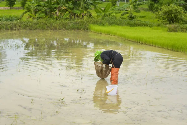 Asyalı çiftçi bir pirinç alan Balık tutma