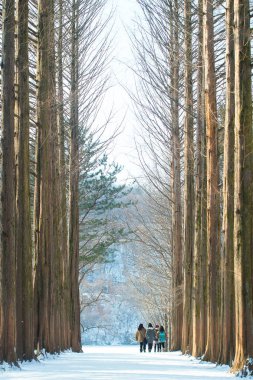 bir grup arkadaş yüksek ağaçları kış aylarında yürüyüş
