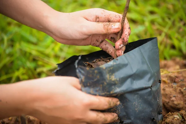 Sol el fide ağaç dikme tarih seçici odak