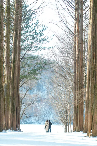 Kışın uzun ağaçlar arasında birlikte bir çift duran