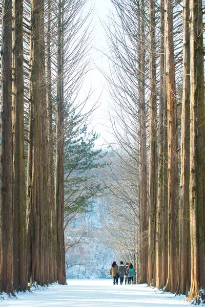 a group of friend walking through the tall trees in winter