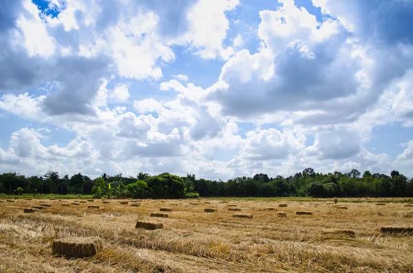 Preslenmiş saman balya sol mavi gökyüzü ile bir alanda yalan hasat