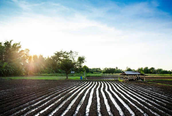 Büyüyen mısır fide tarım alanında siyah toprakta satırları