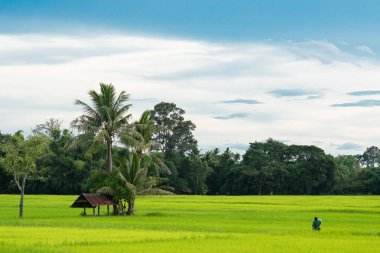 Taylandlı çiftçi yeşil pirinç alanında bak dilimin çalışan