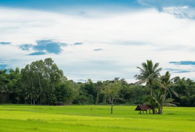 Hindistan cevizi ağacı altında çiftçinin kulübe alanıyla doğal Tayland pirinç