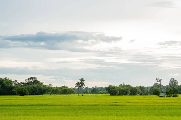 Bak görme açıdan alanı, doğal Tayland pirinç 