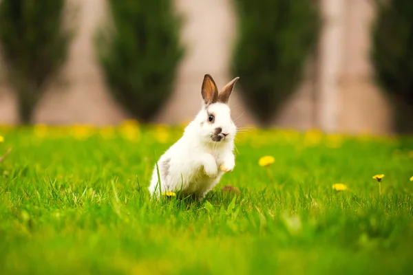 Conejo salta en el patio trasero —  Fotos de Stock