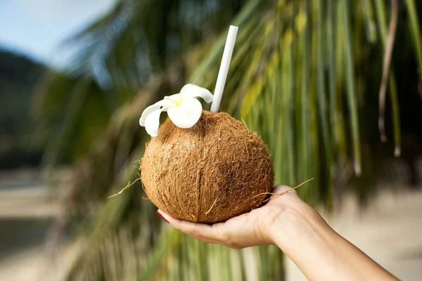 Bebida de coco na mão — Fotografia de Stock