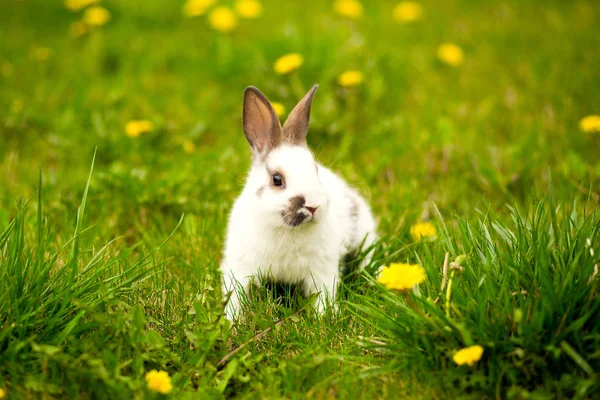 Conejo de Pascua corriendo sobre hierba verde —  Fotos de Stock