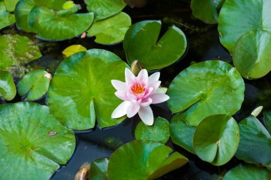 Alyans lily üzerinde