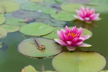 Alyans lily üzerinde