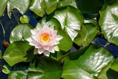 Alyans lily üzerinde