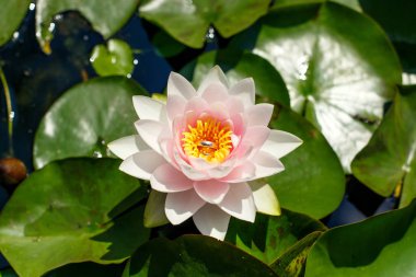 Alyans lily üzerinde