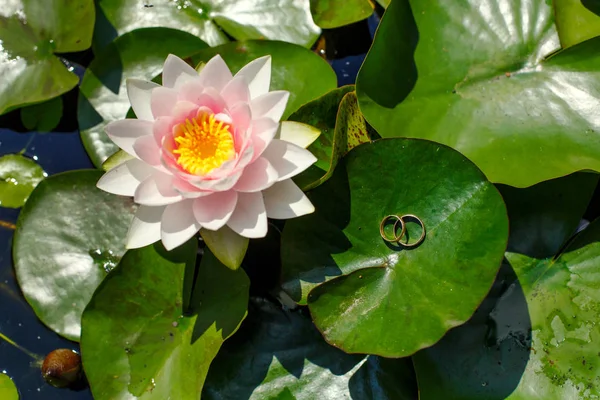 Alyans lily üzerinde