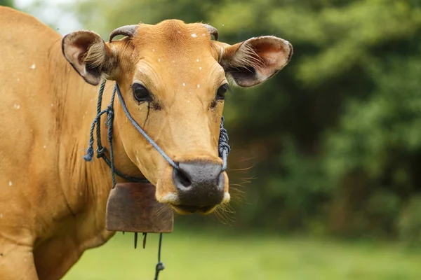 Vaca marrón pastando en un prado — Foto de Stock