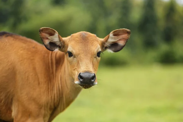 Vaca marrón pastando en un prado — Foto de Stock