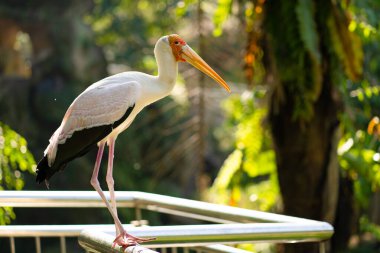 Çitteki süt leyleğinin portresi.