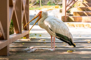 Bir süt leyleği açık bir gagayla yerde oturur. Sıcak bir gün.