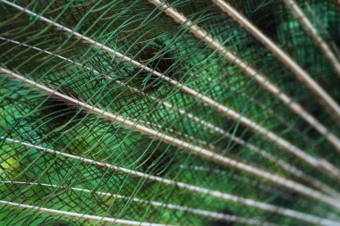 Güzel bakımlı tavus kuşu tüylü muhteşem bir kuyruk, bir dişiyle flört ediyor..