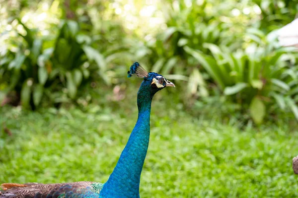Beautiful Manicured Peacock Walks Green Bird Park — Stock Photo, Image