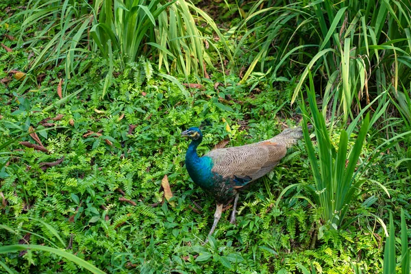 Beau Paon Soigné Promène Dans Parc Aux Oiseaux Verts — Photo