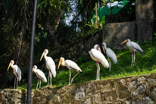 公園の緑の芝生の上にミルクのコウノトリの群れが座っています — ストック写真