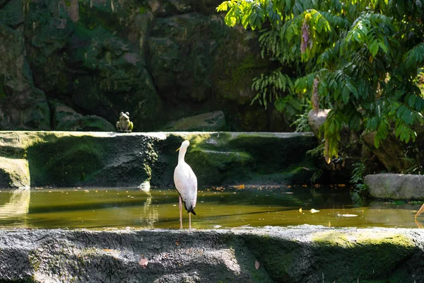 Bando Cegonhas Está Caçar Numa Lagoa Procurando Peixe — Fotografia de Stock