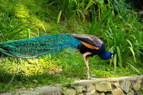 Beautiful Manicured Peacock Walks Green Bird Park — Stock Photo, Image