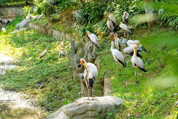 公園の緑の芝生の上にミルクのコウノトリの群れが座っています — ストック写真