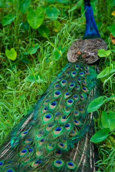 Beau Paon Soigné Promène Dans Parc Aux Oiseaux Verts — Photo